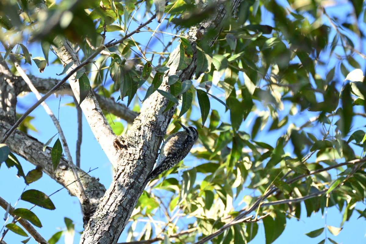 Gelbbauch-Saftlecker - ML644393727