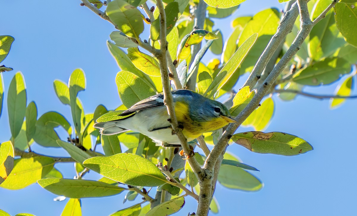 Northern Parula - ML644393736