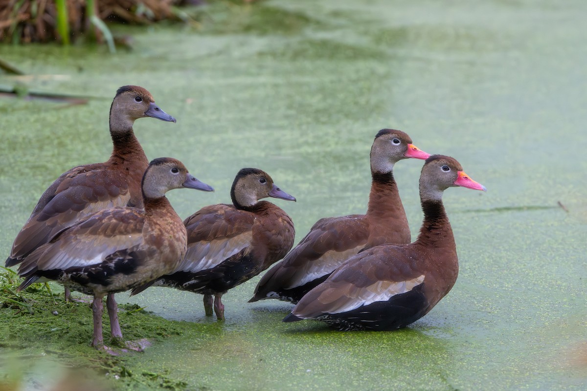 Black-bellied Whistling-Duck - ML644393737