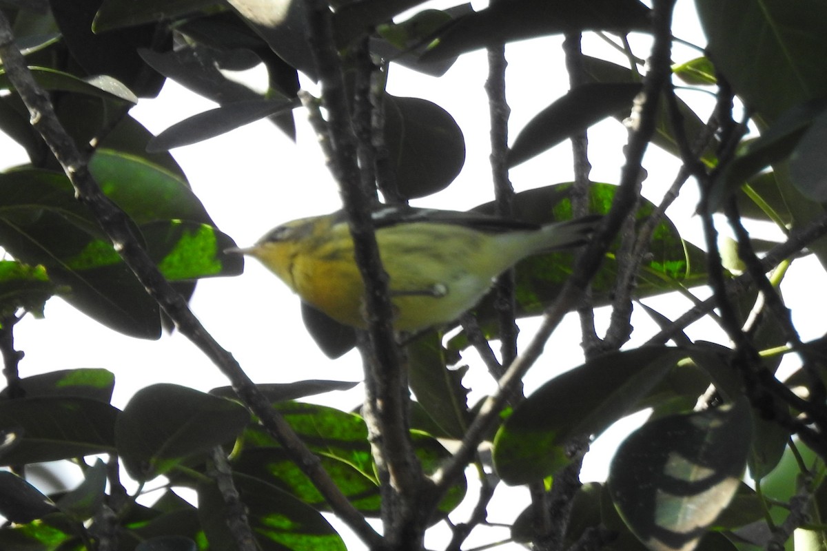 סבכון כתום-גרון - ML644393745