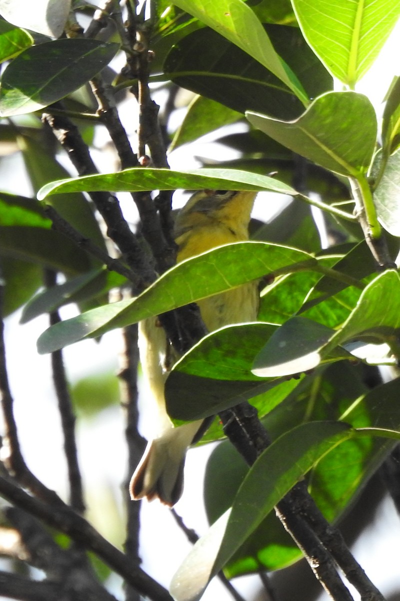 סבכון כתום-גרון - ML644393746