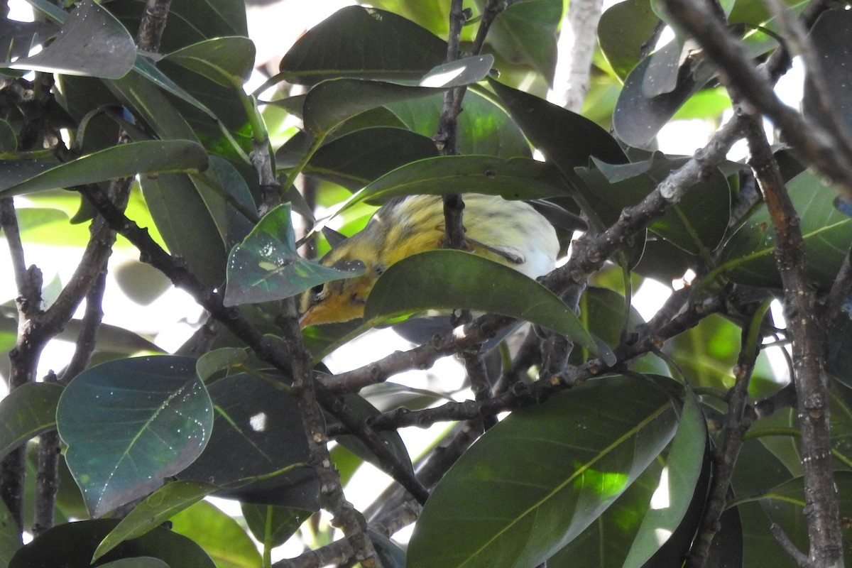 סבכון כתום-גרון - ML644393747