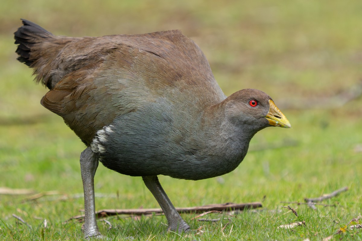 Tasmanian Nativehen - ML644393748