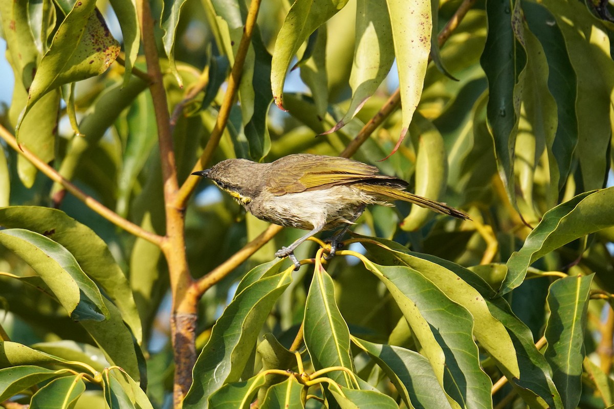 Медник мангровий - ML644393751