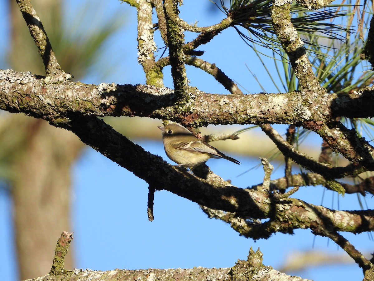 Hutton's Vireo - ML644393752