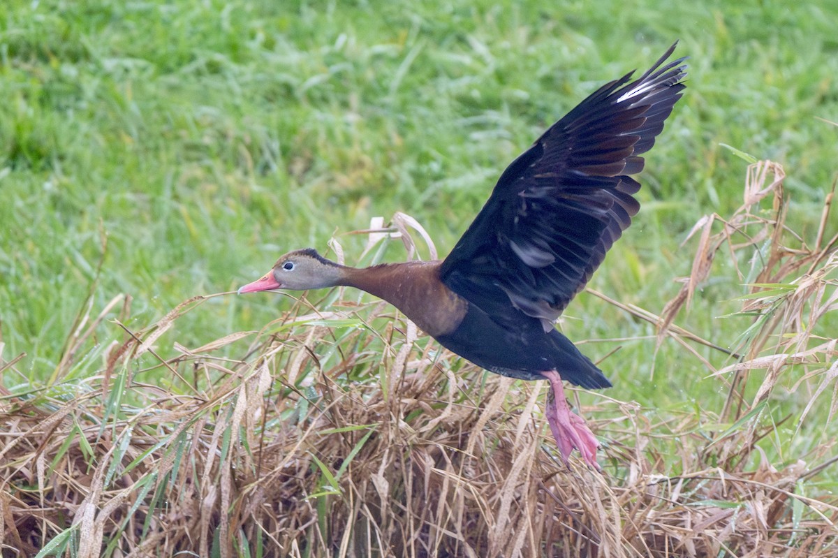 Black-bellied Whistling-Duck - ML644393761