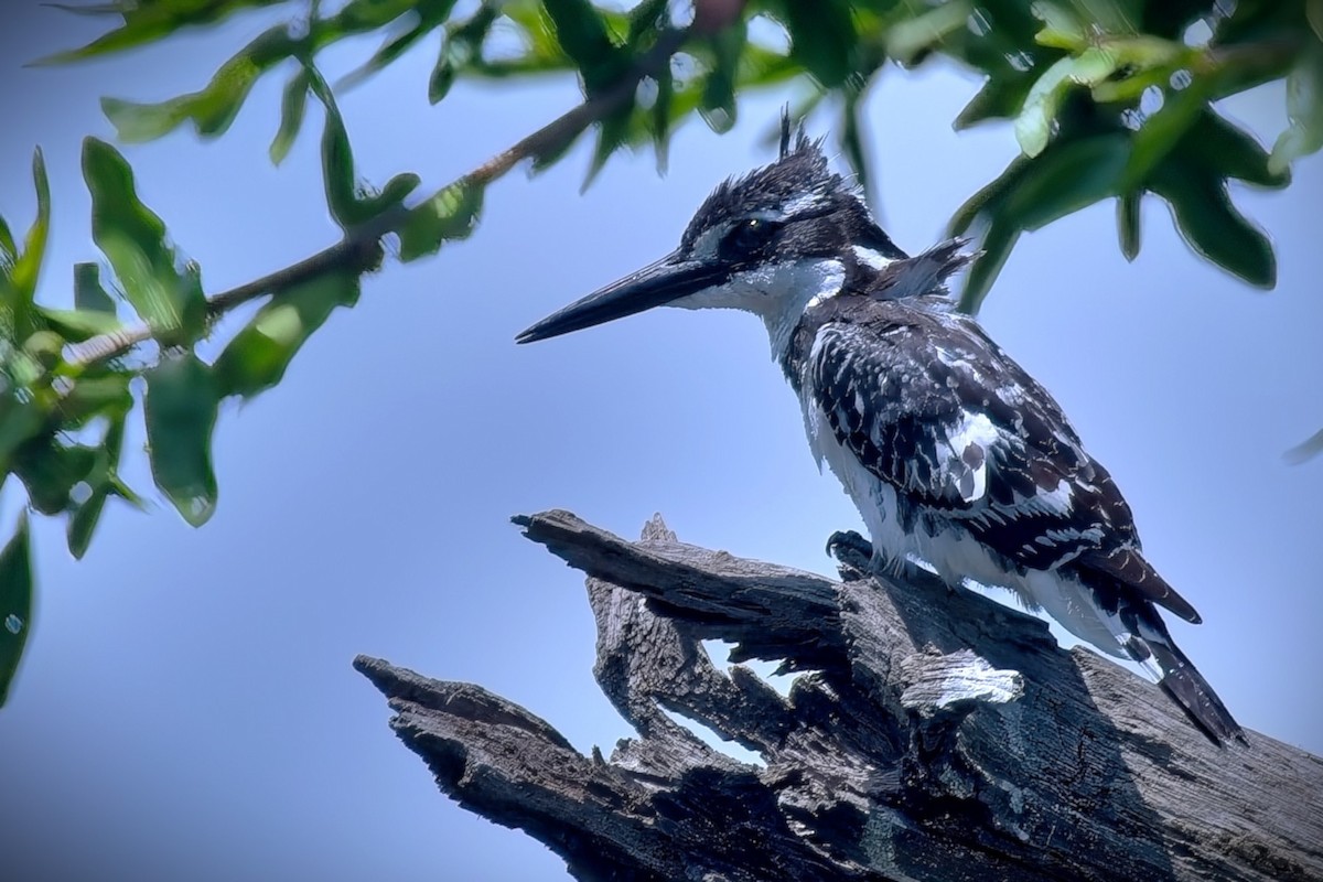 Рибалочка строкатий - ML644393762