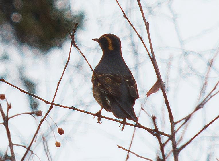 Varied Thrush - ML644393763
