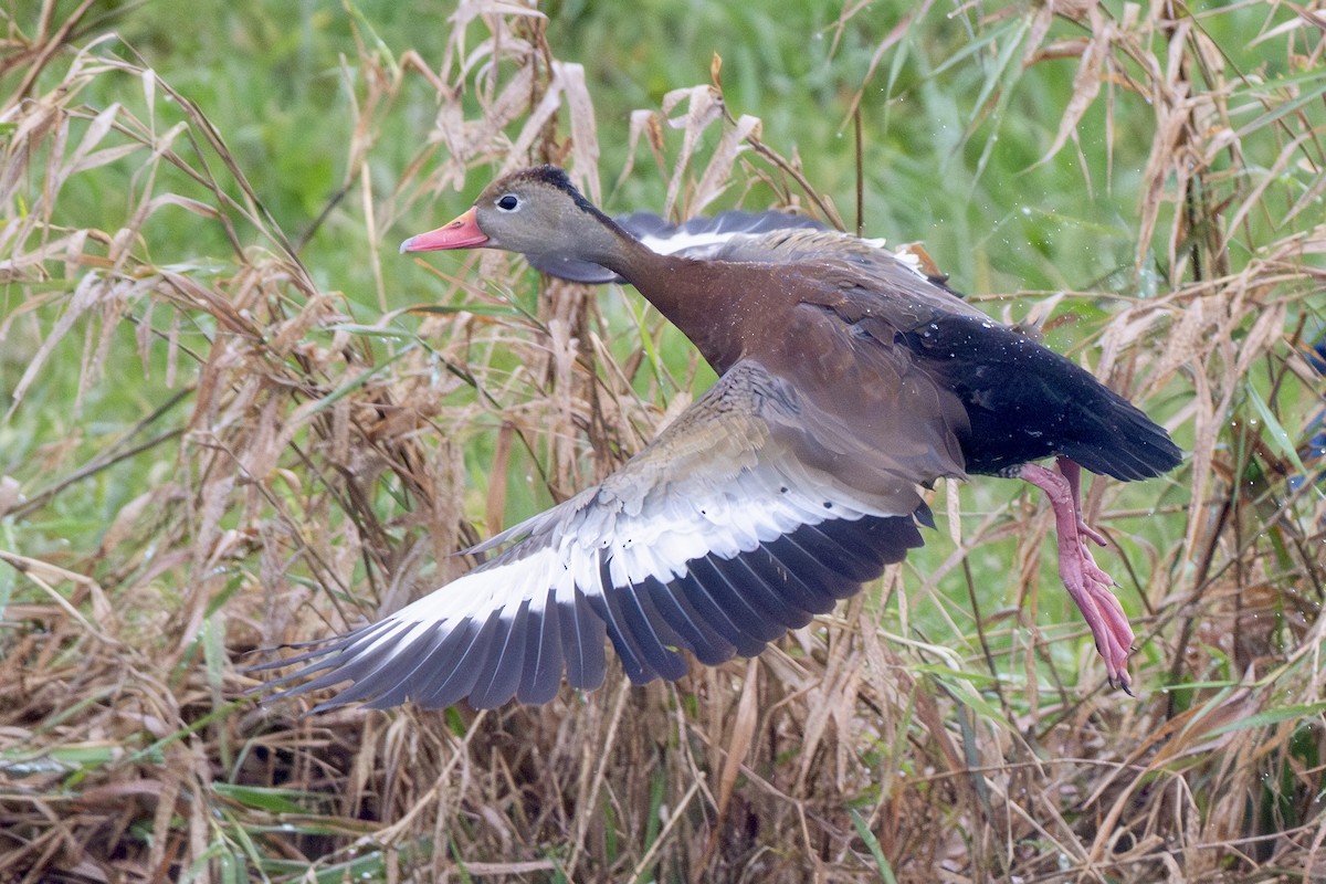 Black-bellied Whistling-Duck - ML644393768
