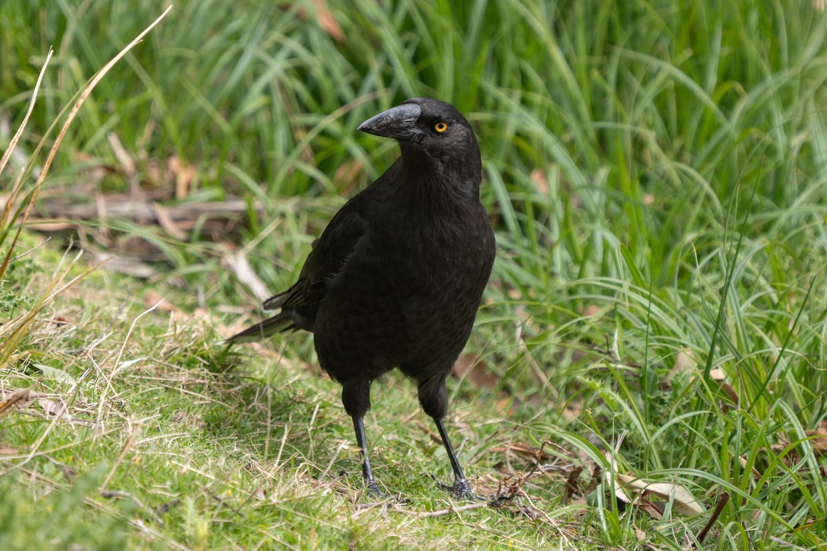 クロフエガラス - ML644393771