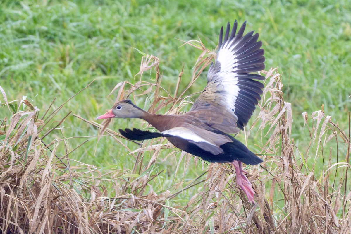 Black-bellied Whistling-Duck - ML644393772