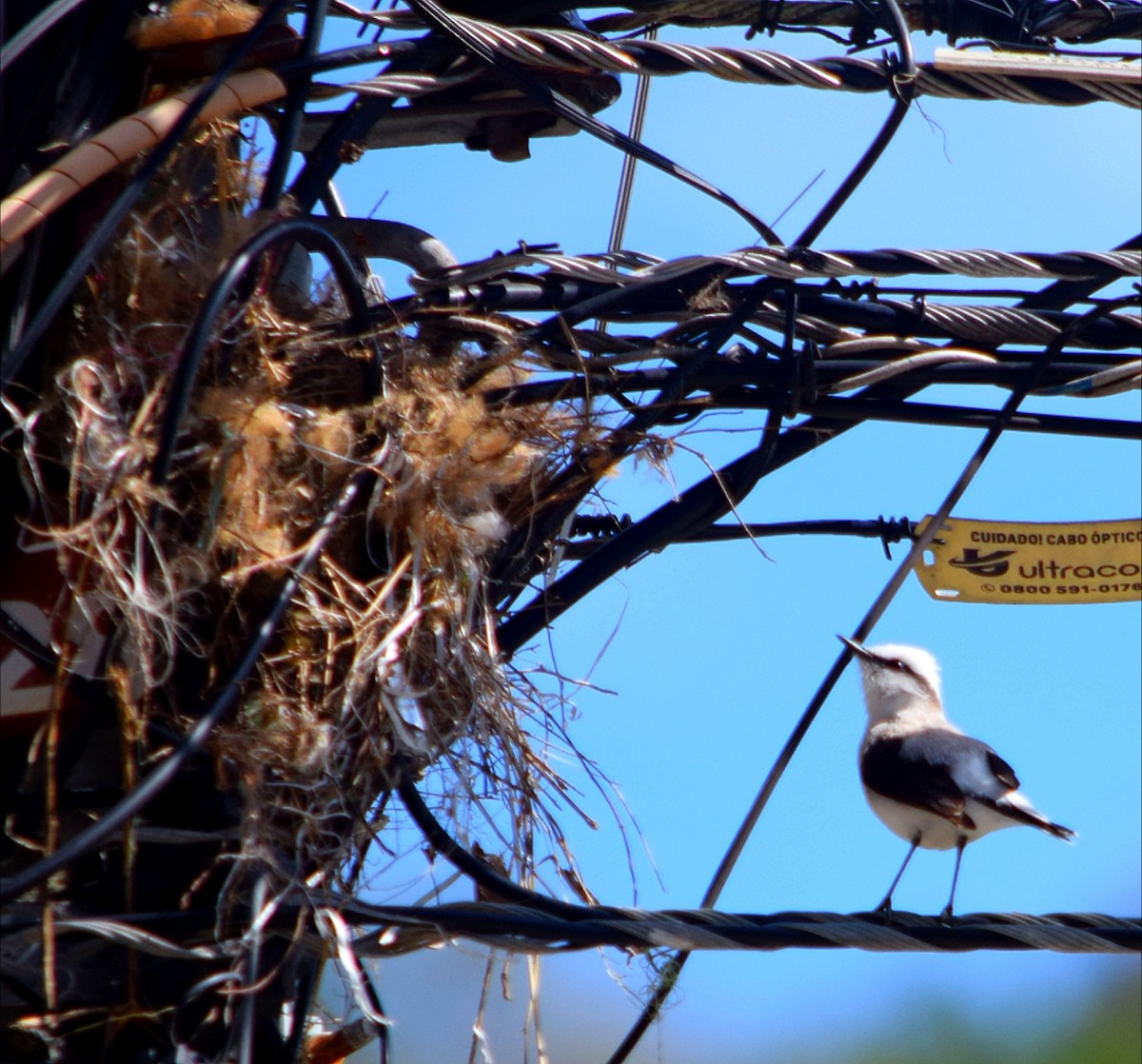 Masked Water-Tyrant - ML644393777