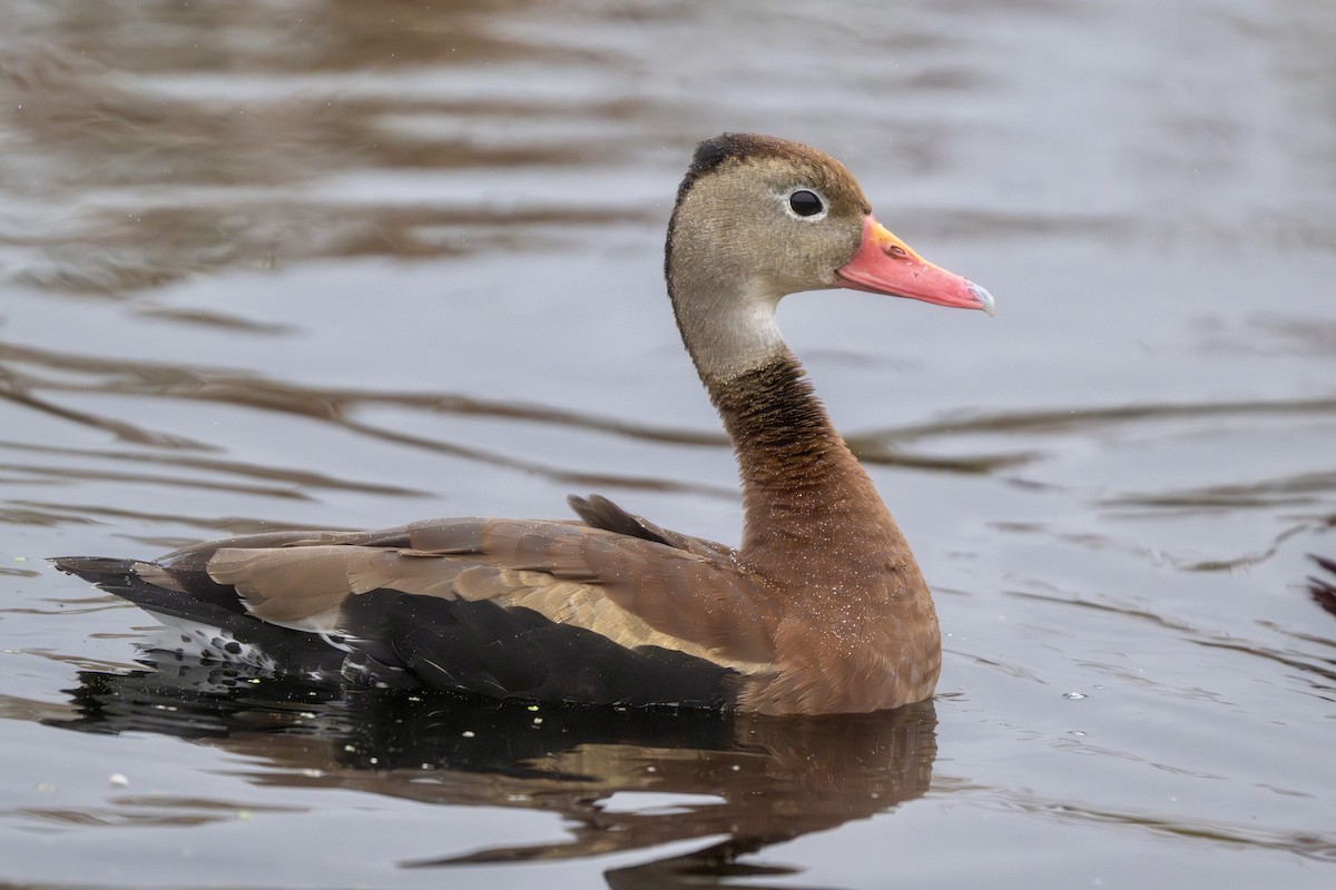Black-bellied Whistling-Duck - ML644393778