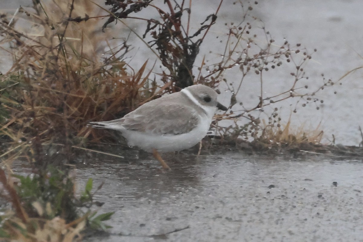 Islıkçı Cılıbıt - ML644393780