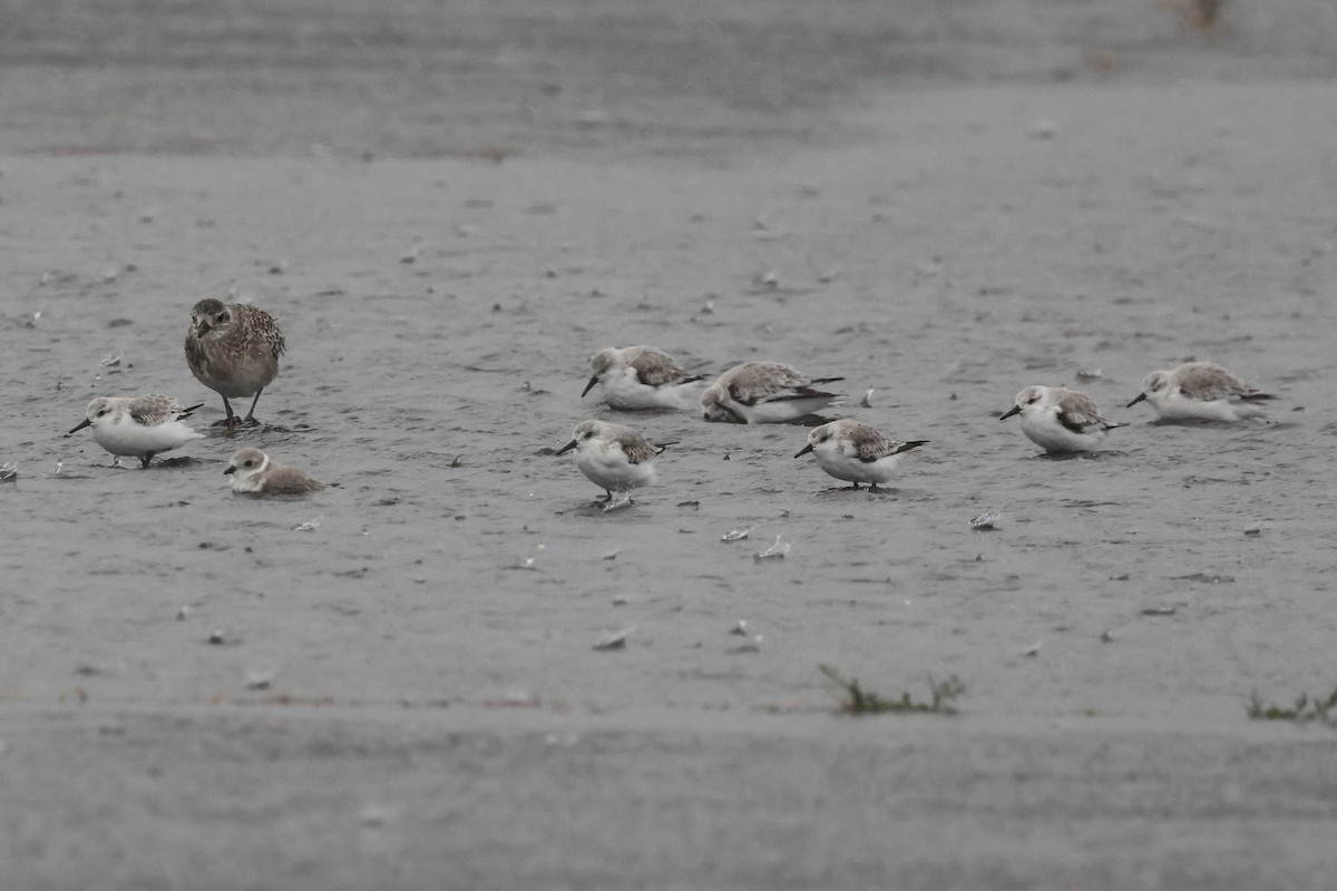 Islıkçı Cılıbıt - ML644393782