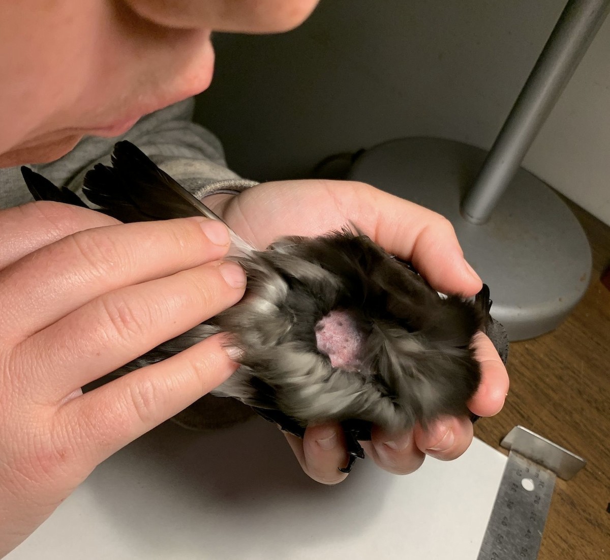 buřňáček madeirský - ML644393787