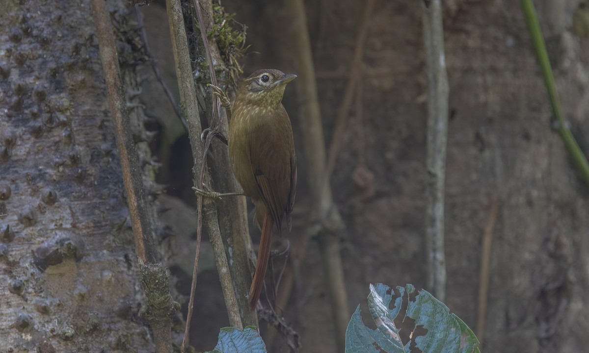 Montane Foliage-gleaner - ML644393804