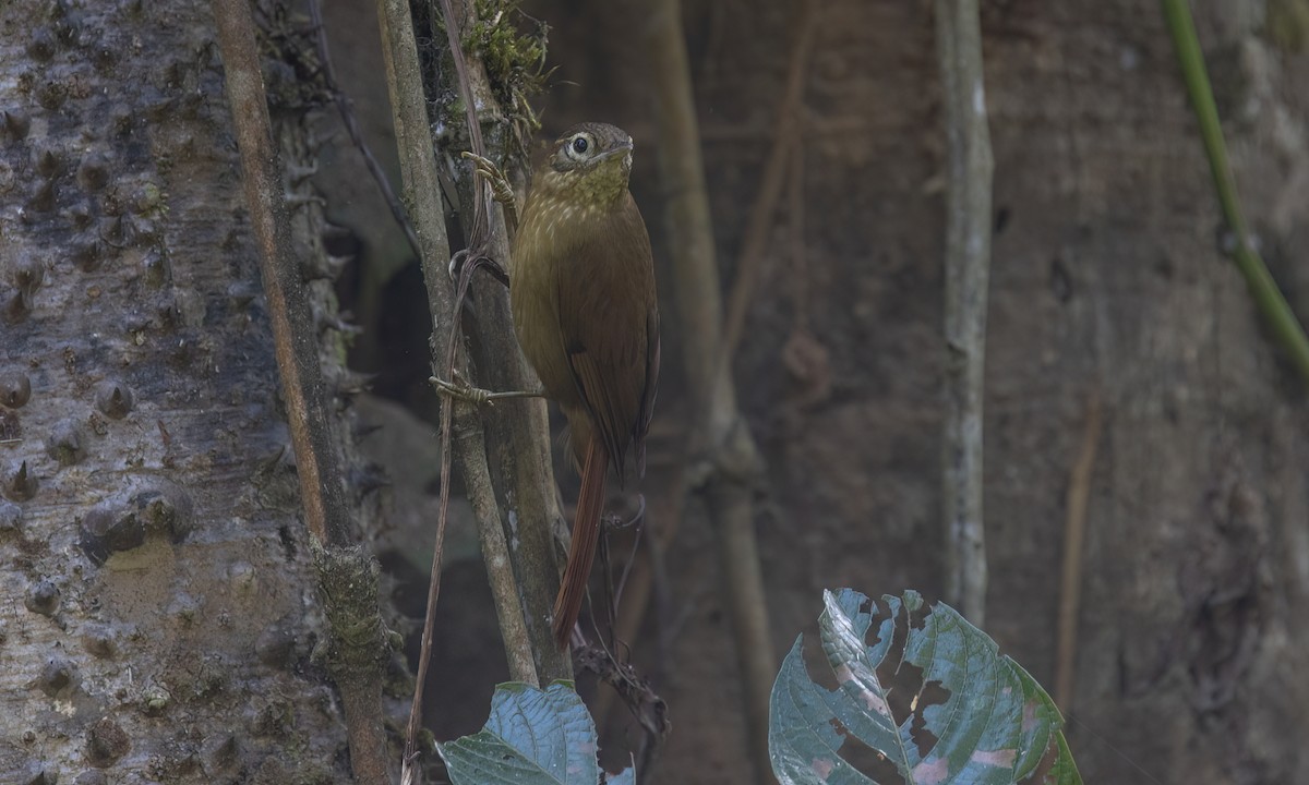 Montane Foliage-gleaner - ML644393805