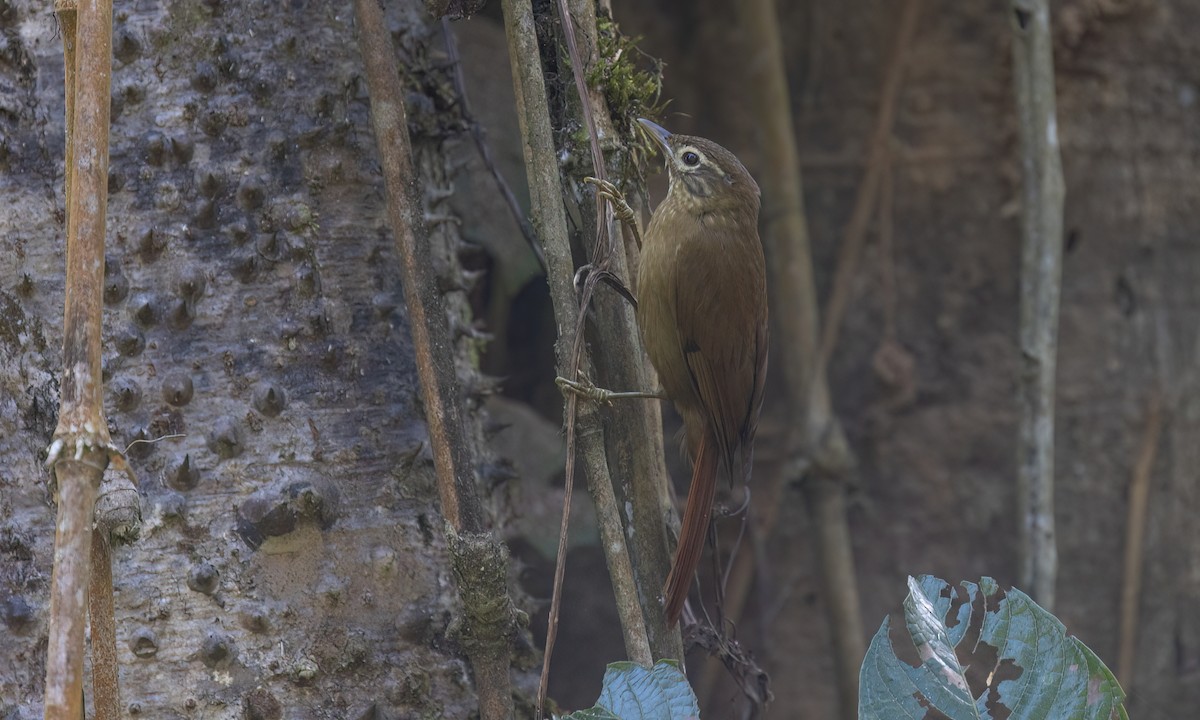 Montane Foliage-gleaner - ML644393806