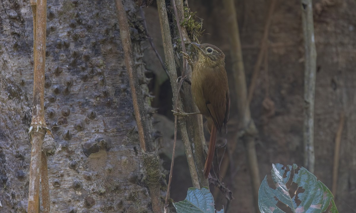 Montane Foliage-gleaner - ML644393807