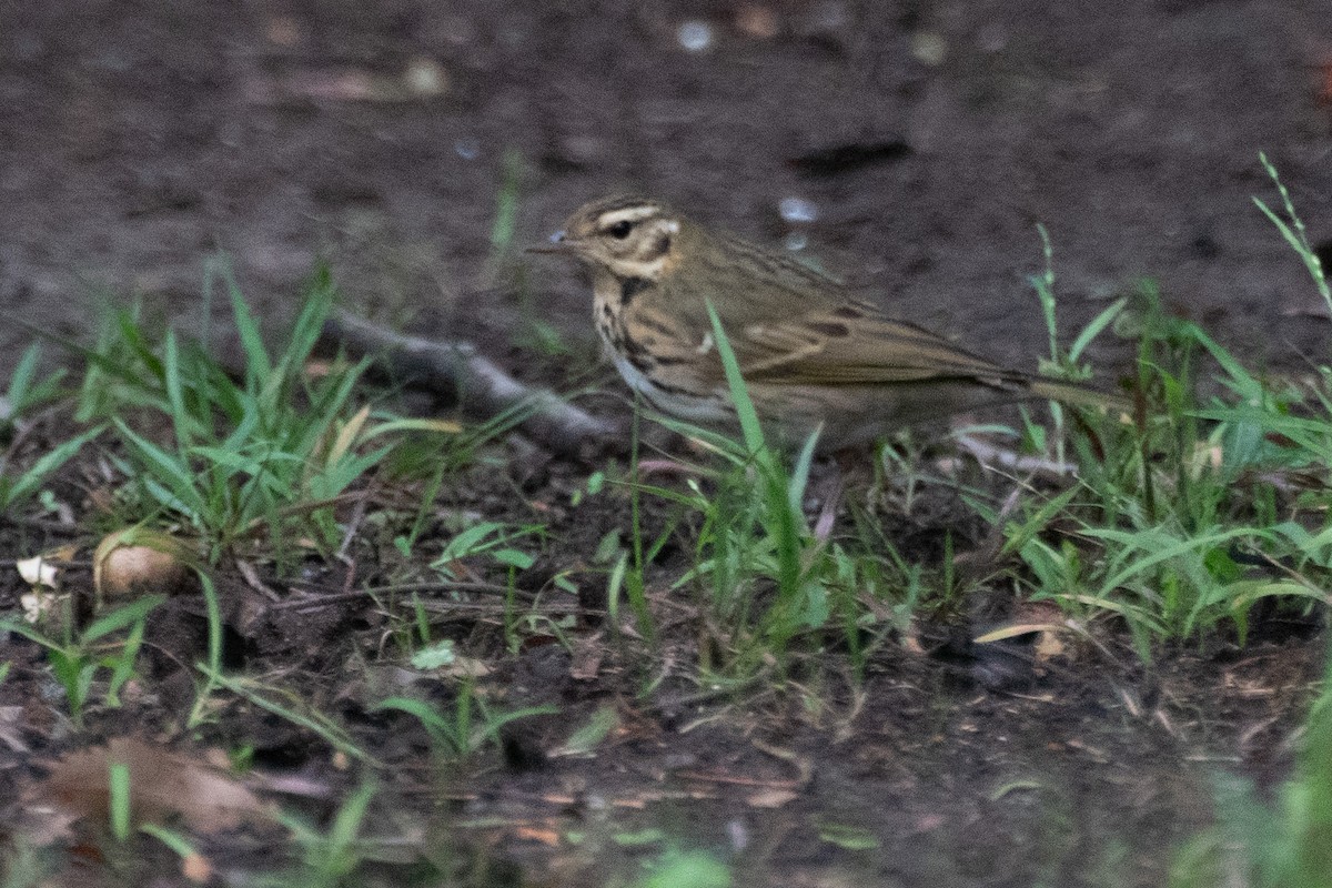 Olive-backed Pipit - ML644393817