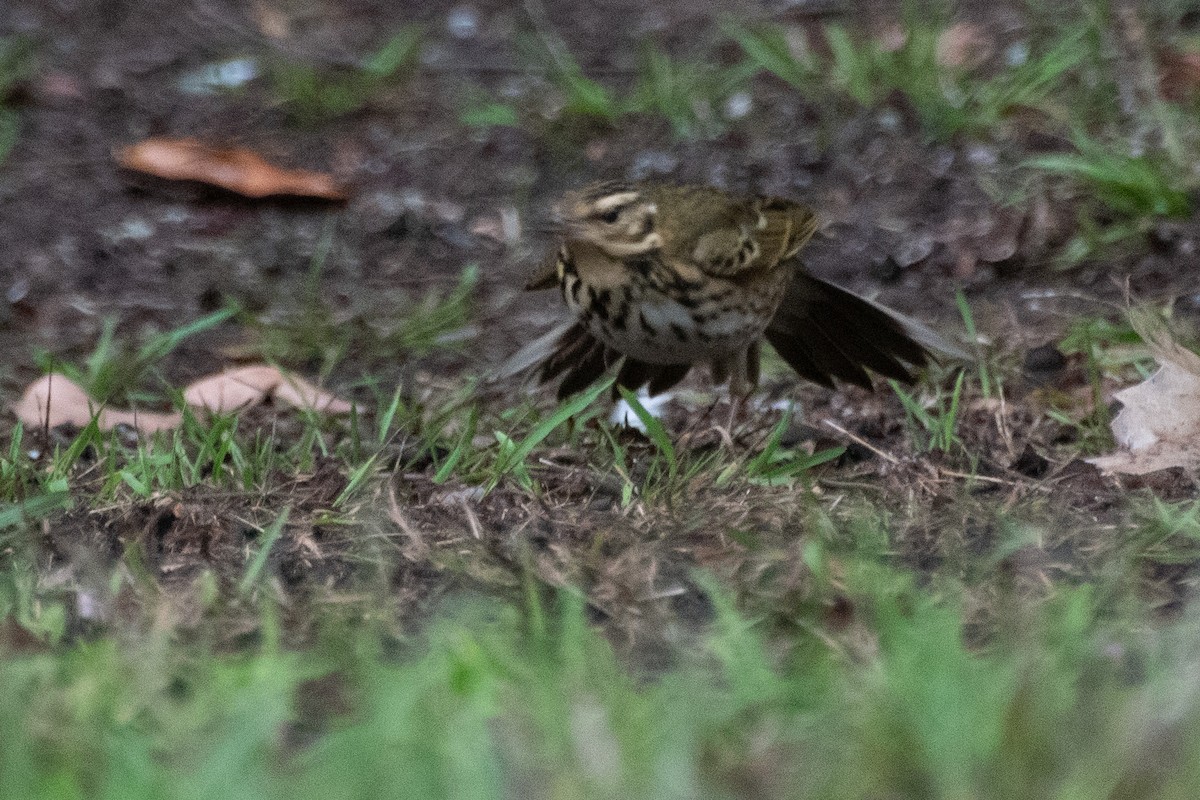 Olive-backed Pipit - ML644393818