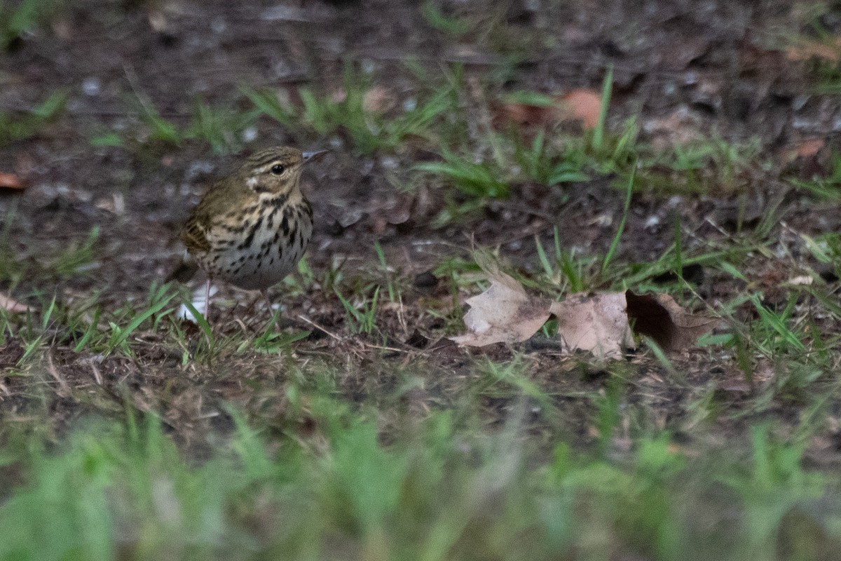 Olive-backed Pipit - ML644393819