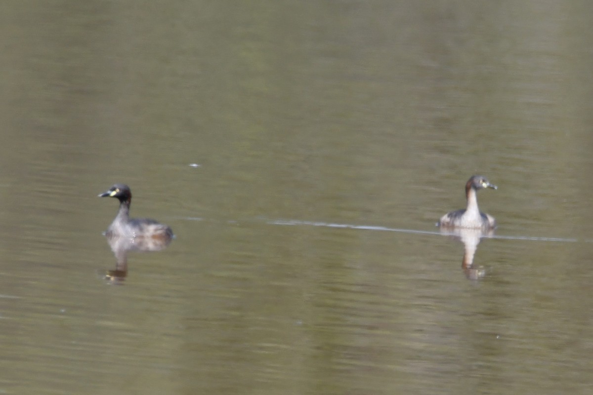 Australasian Grebe - ML644393826