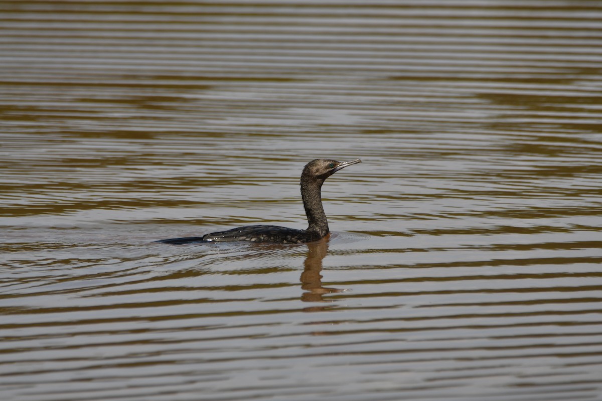 lagfiskeskarv - ML644393834