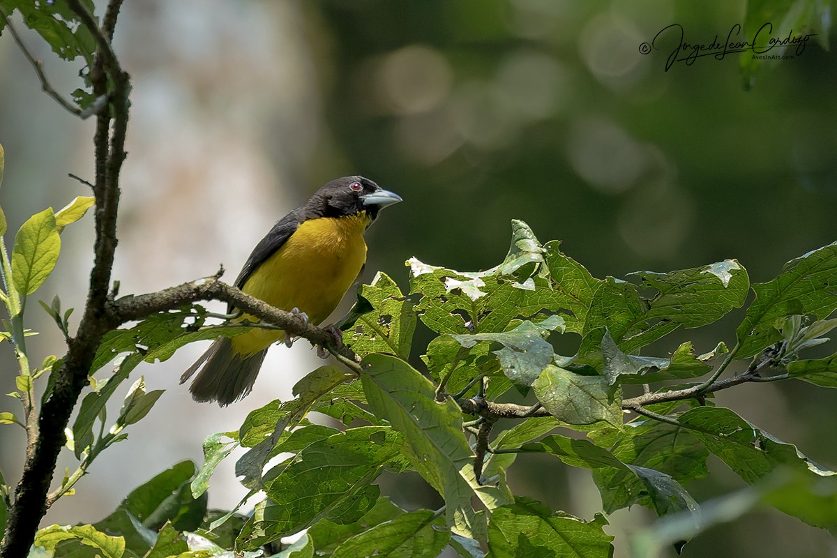 Dark-backed Weaver - ML644393869