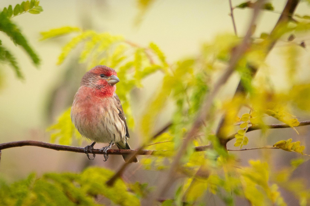 Чечевиця садова - ML644393870