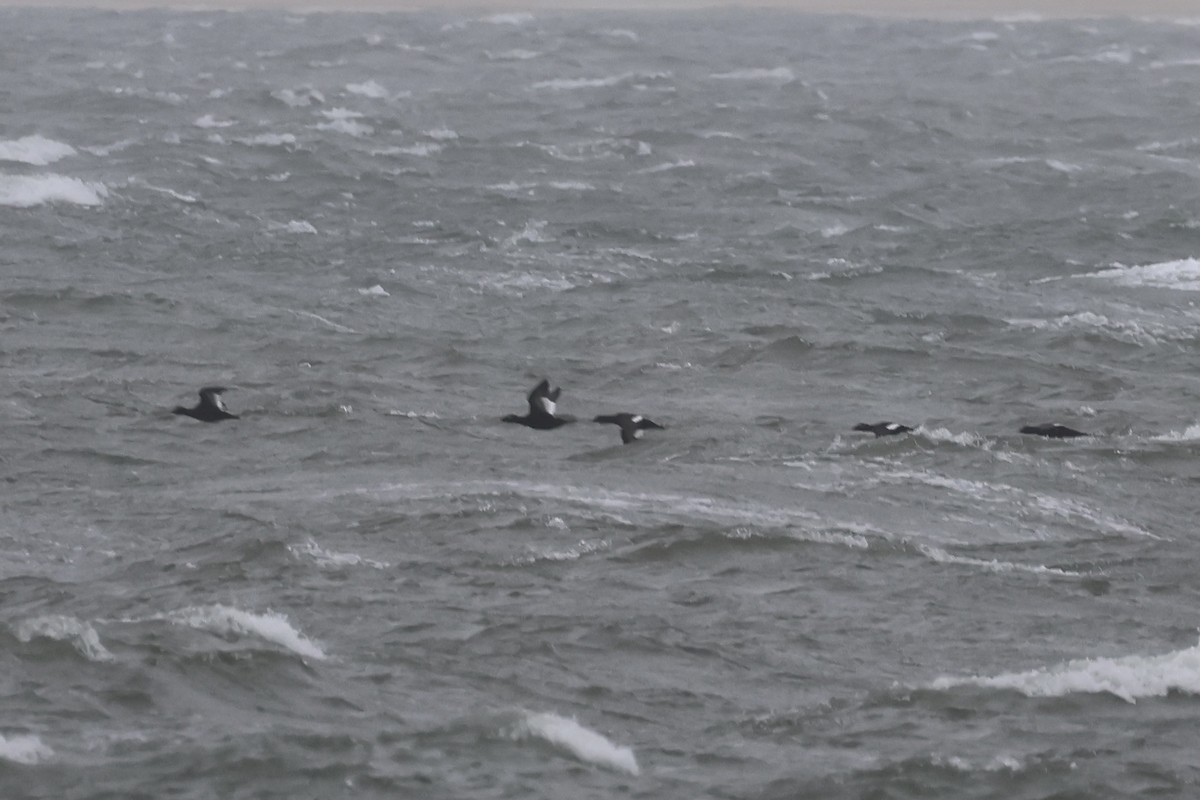 White-winged Scoter - ML644393871