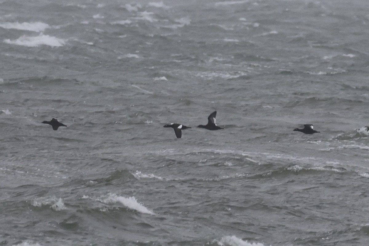 White-winged Scoter - ML644393872