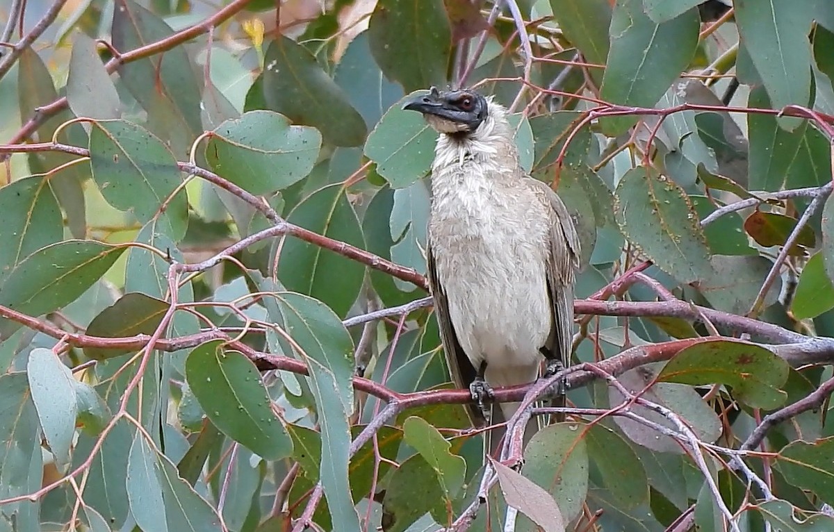 Noisy Friarbird - ML644393876