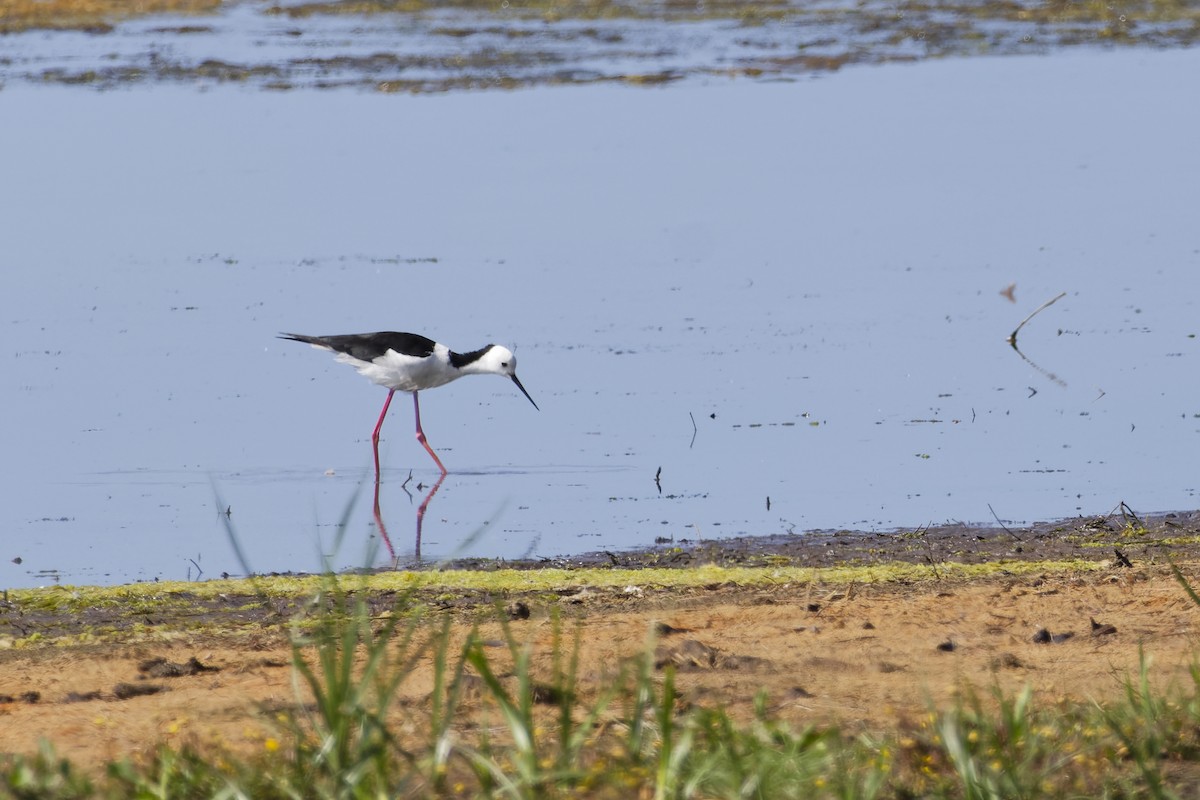 Pied Stilt - ML644393878