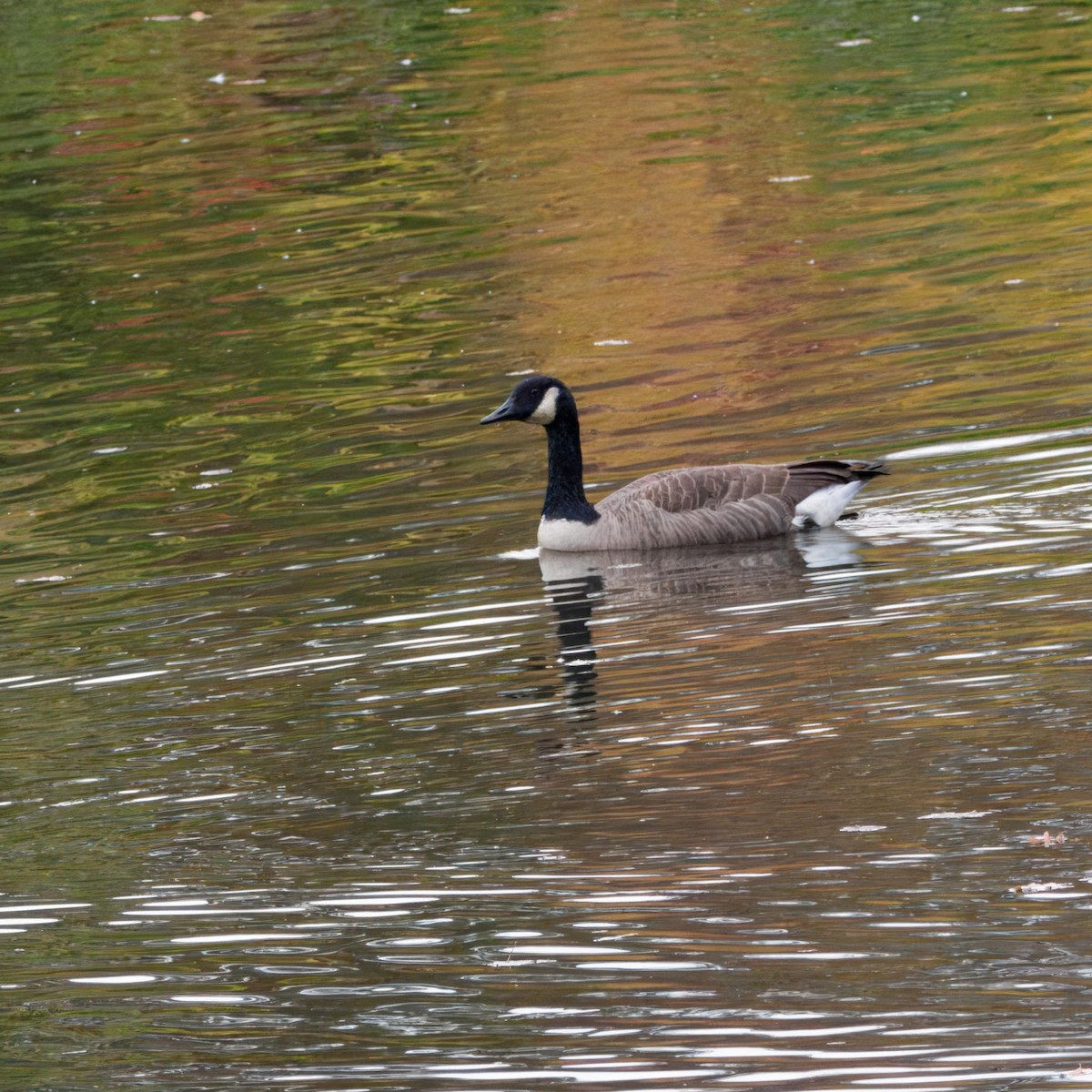 Казарка канадська - ML644393879