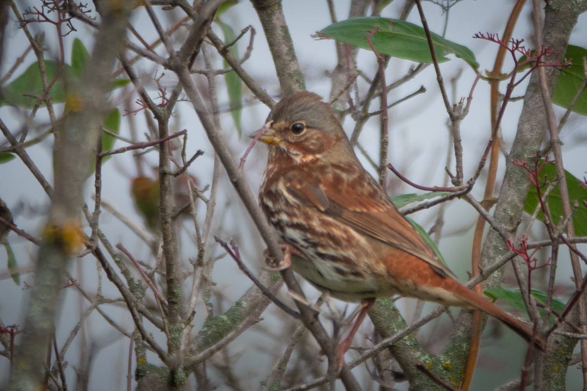 Fox Sparrow - ML644393880