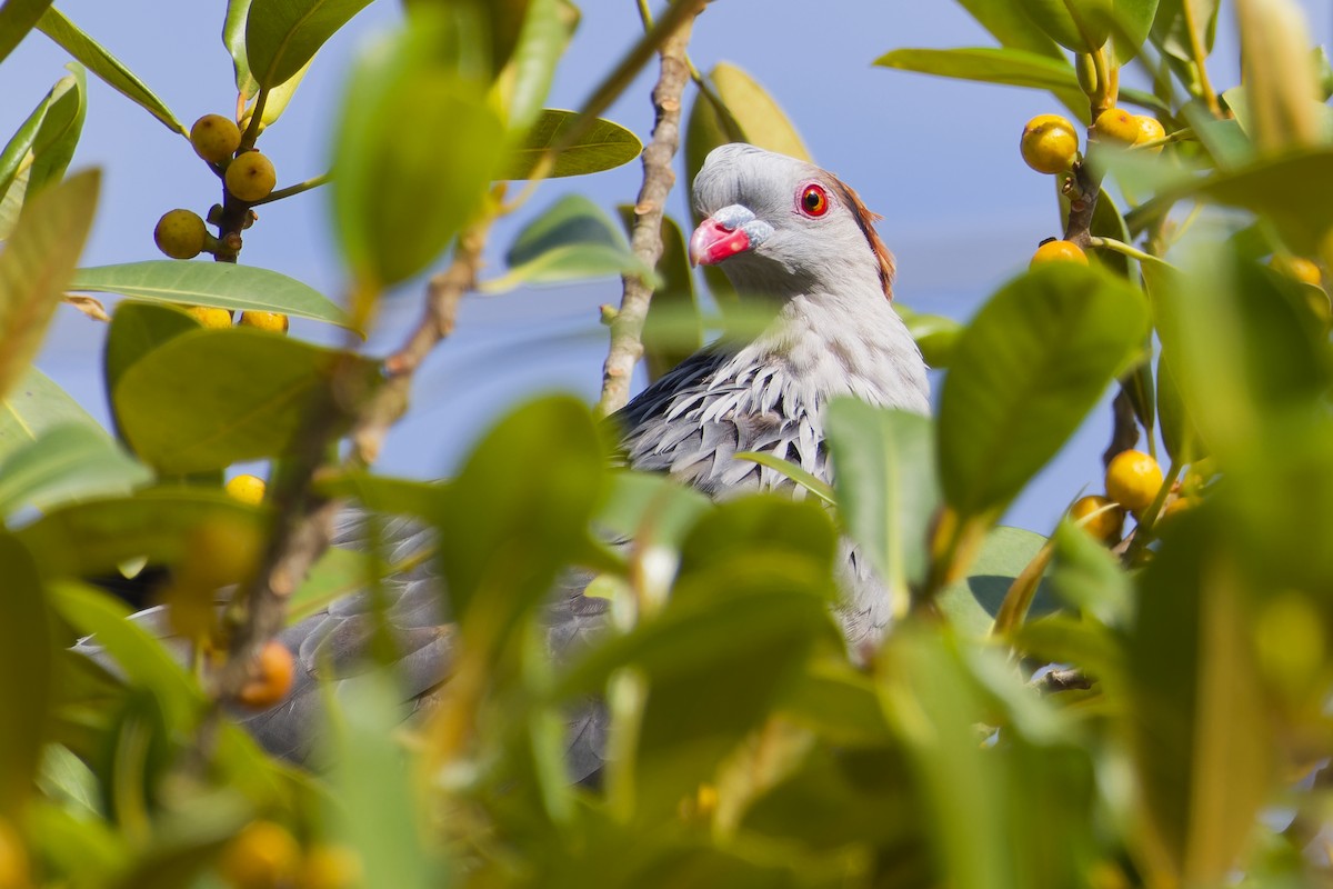 Topknot Pigeon - ML644393887