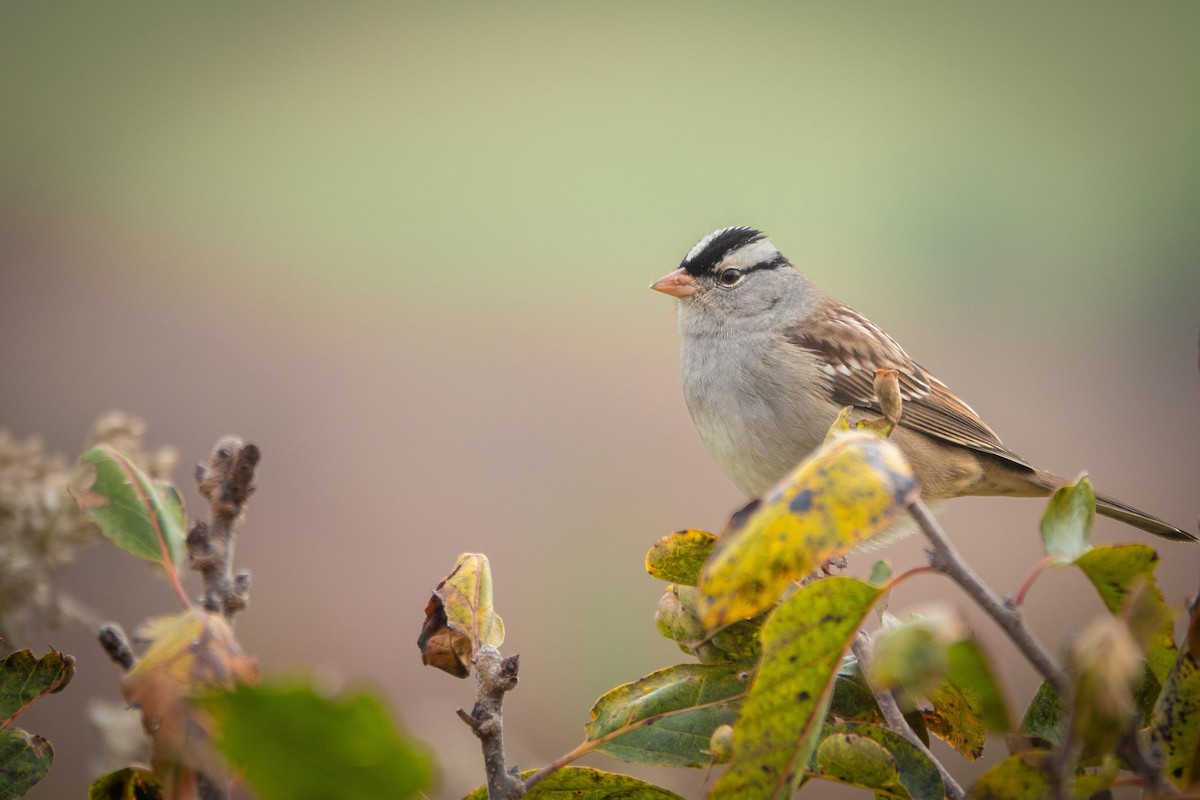 White-crowned Sparrow - ML644393888