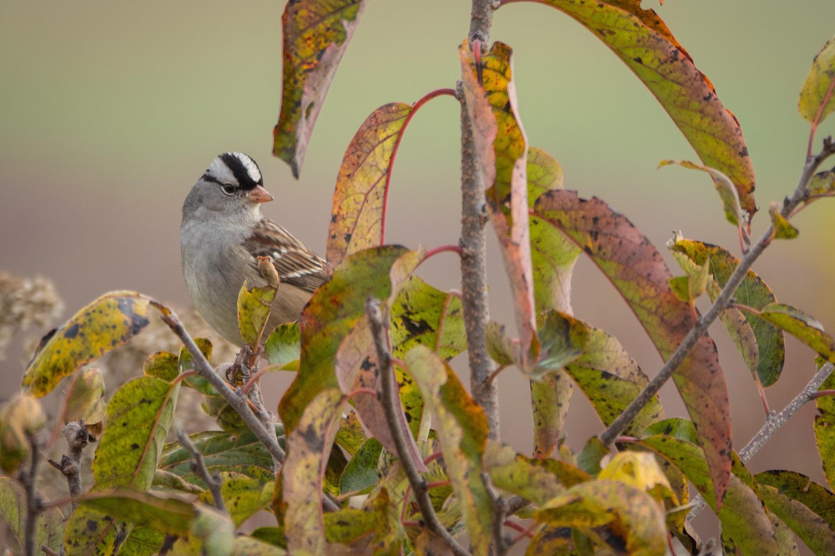 White-crowned Sparrow - ML644393889