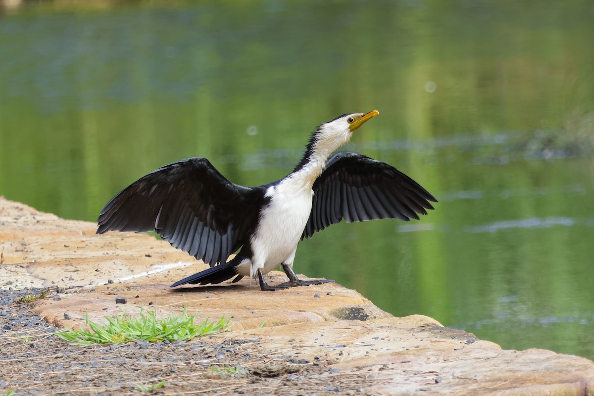 Little Pied Cormorant - ML644393891