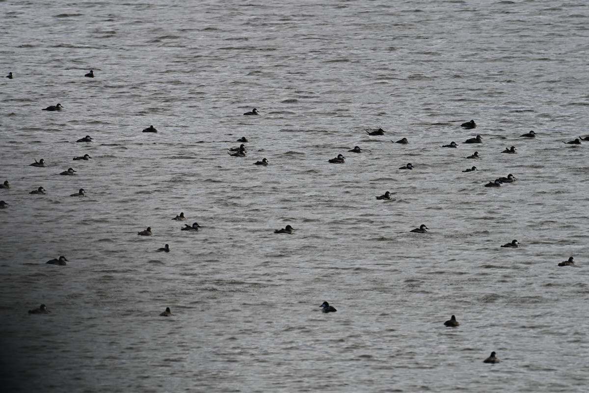 Савка американська - ML644393896