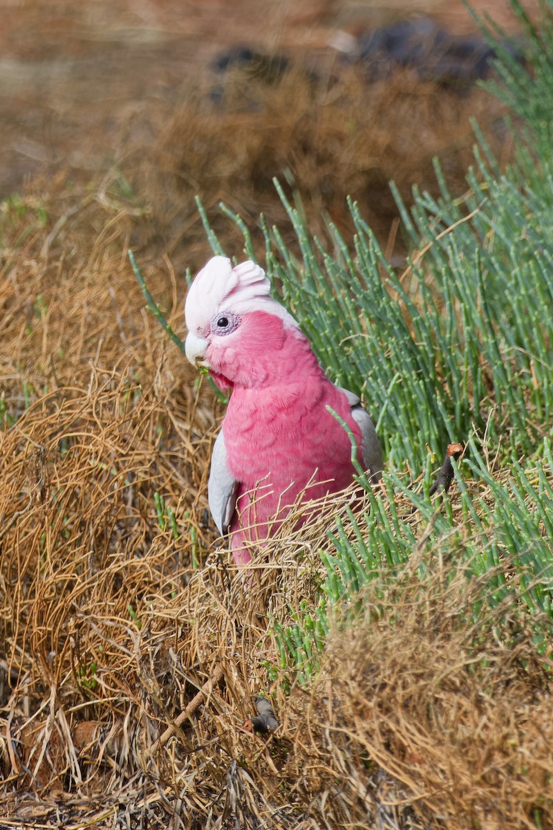 Galah - ML644393898