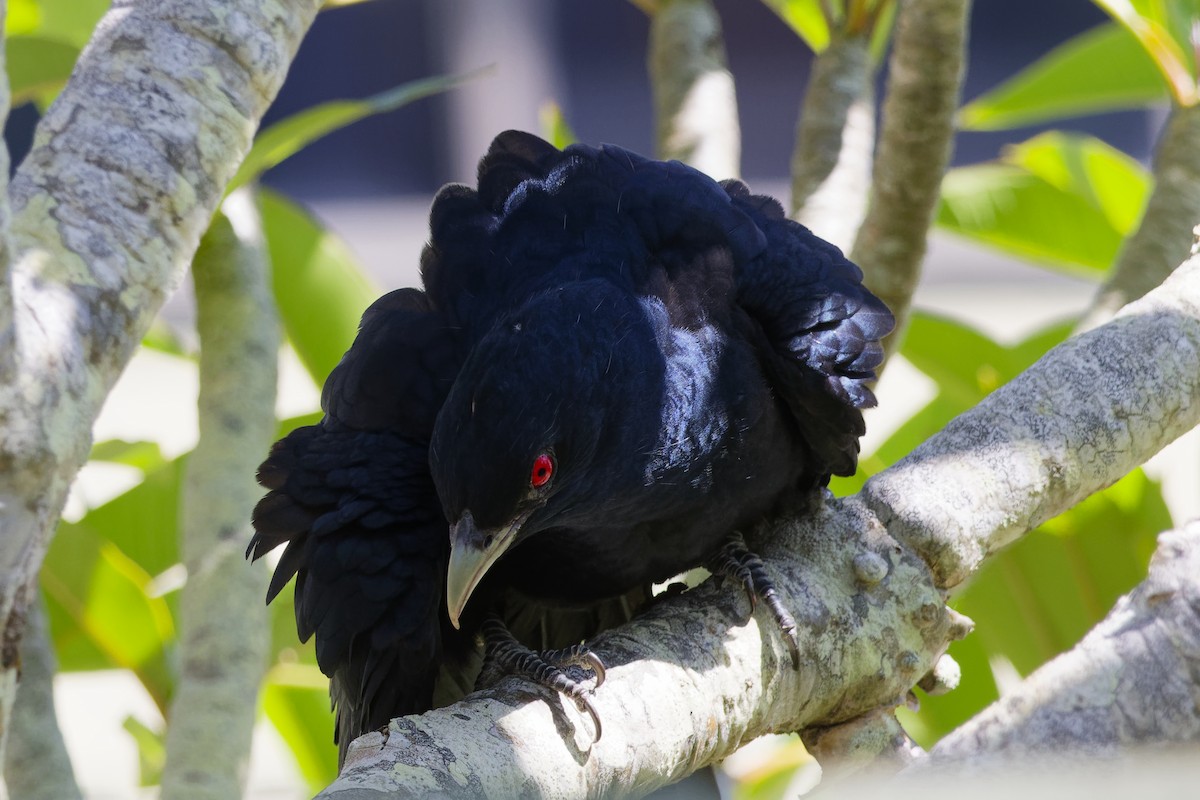 Pacific Koel - ML644393906