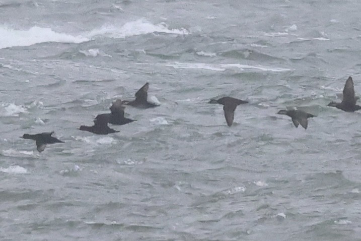 amerikasvartand - ML644393908