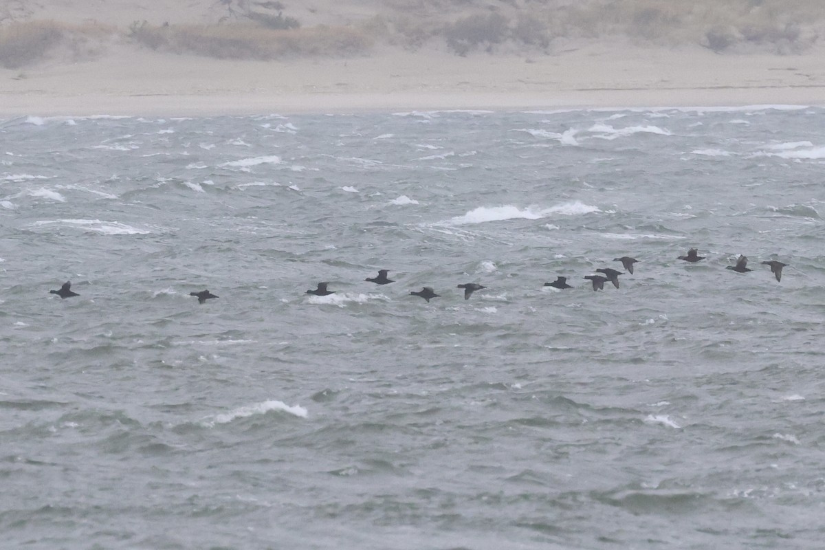 amerikasvartand - ML644393909