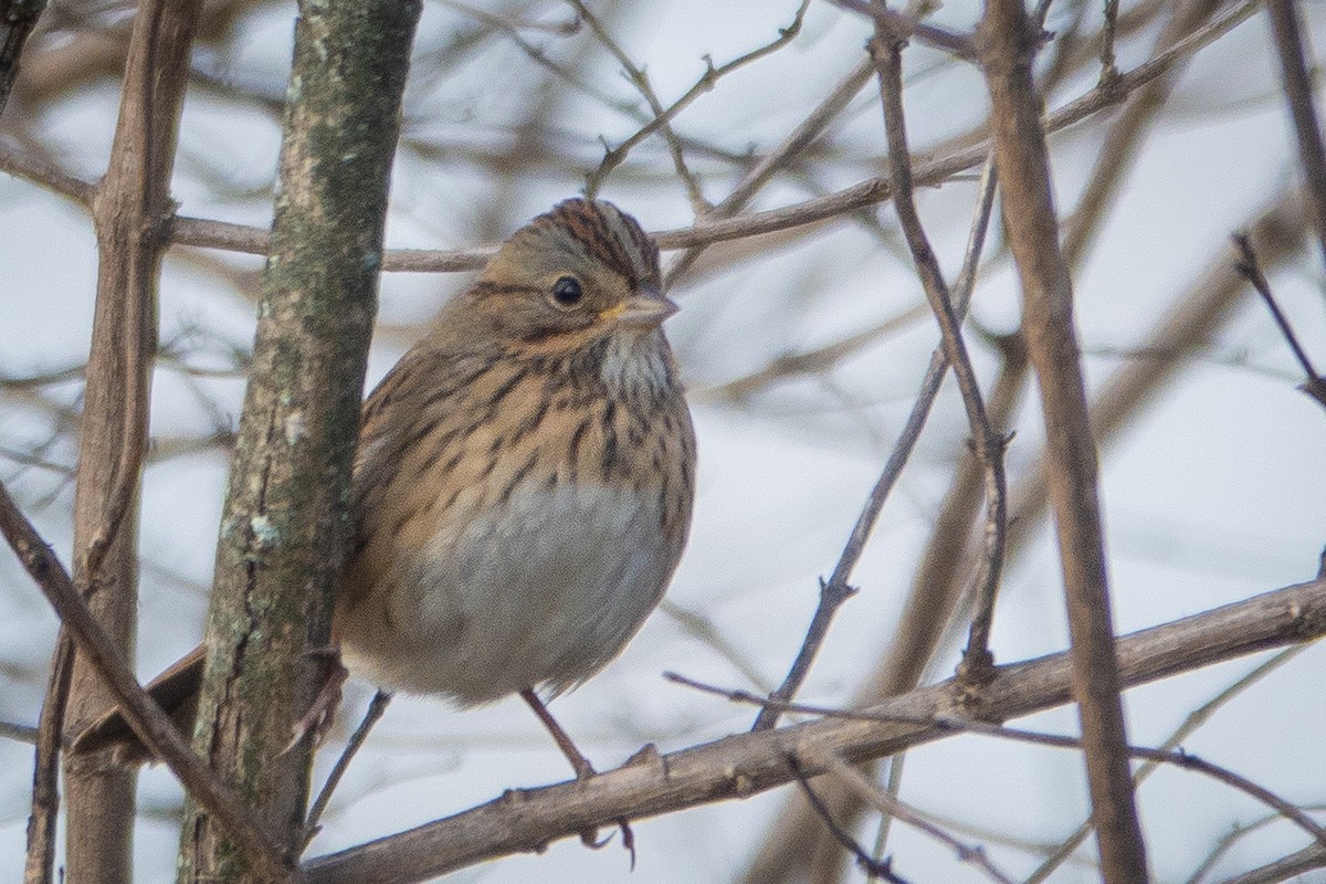 Lincoln's Sparrow - ML644393913