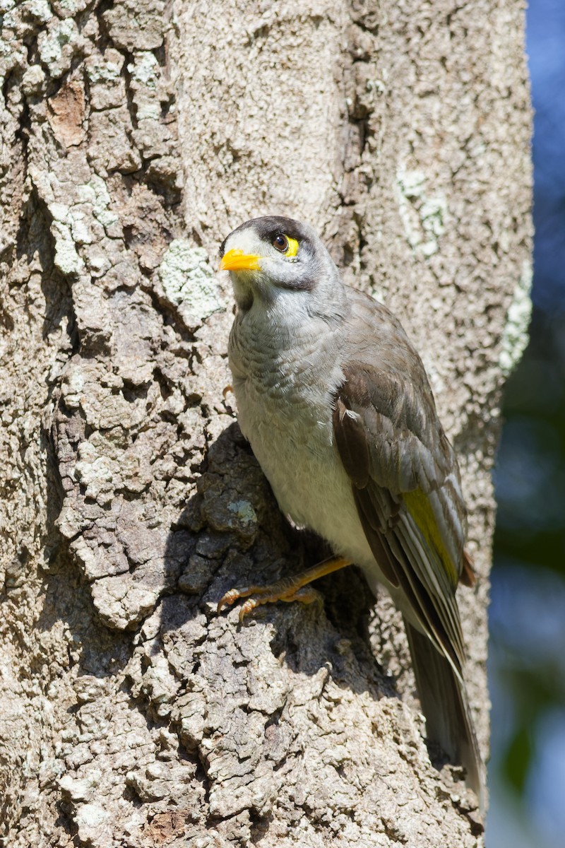 Noisy Miner - ML644393916