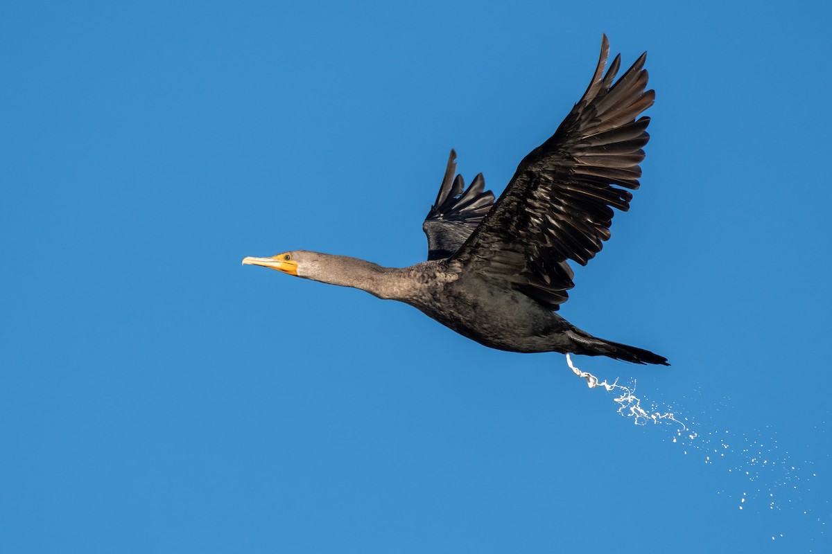 Double-crested Cormorant - ML644393917
