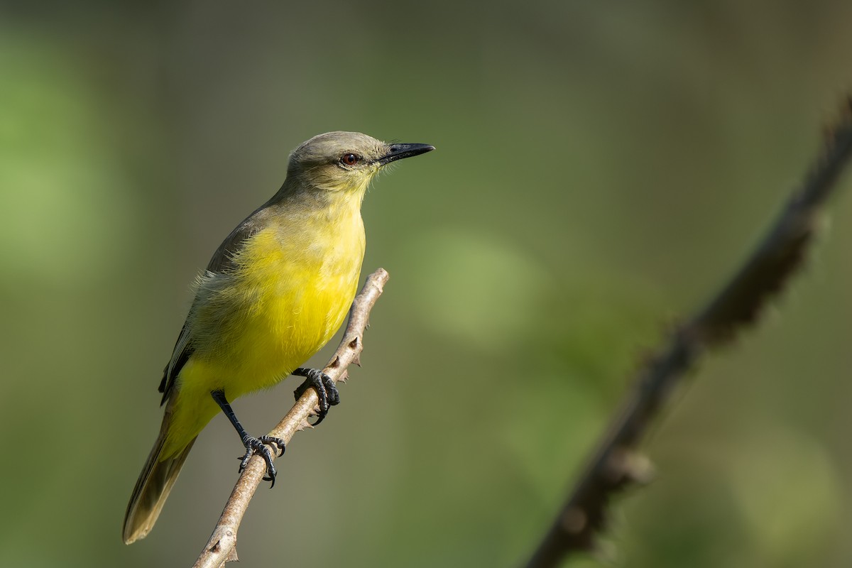 Cattle Tyrant - ML644393919